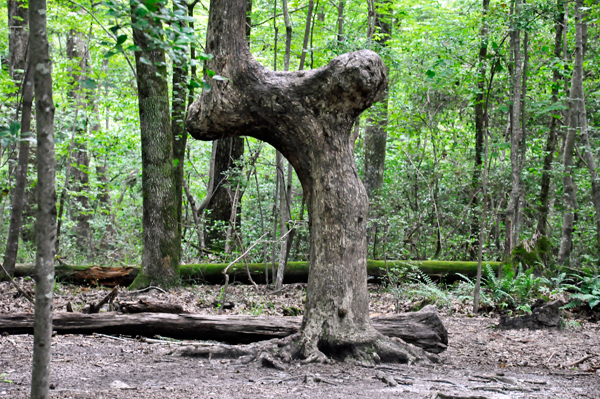 unique tree trunk